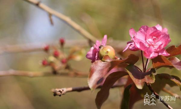 海棠依旧！春海棠反季节开花(图1)