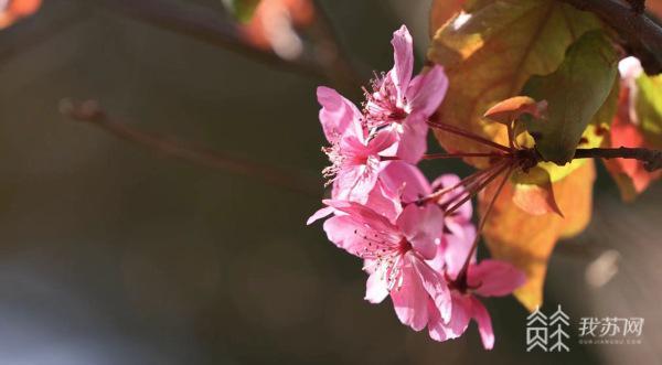 海棠依旧！春海棠反季节开花(图2)
