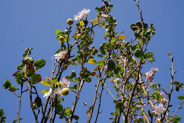 奇！黄骅海棠秋季开花现花果同株(图2)