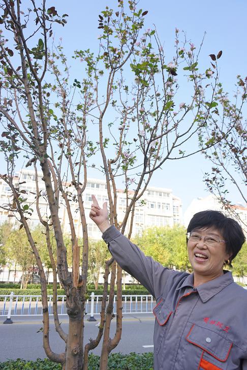 奇！黄骅海棠秋季开花现花果同株(图3)