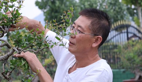 视频峄城石榴盆景长成大产业(图1)