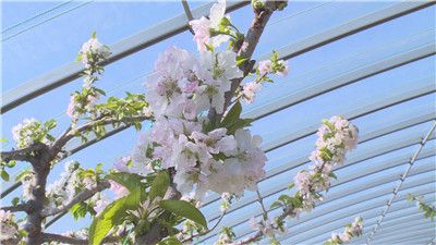 视频 樱桃花开迎春笑特级果去年每斤138元！(图2)