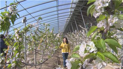 视频 樱桃花开迎春笑特级果去年每斤138元！(图1)