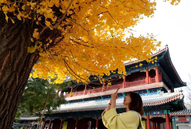 转发这棵唐太宗的银杏树1400年的美也属于你(图3)