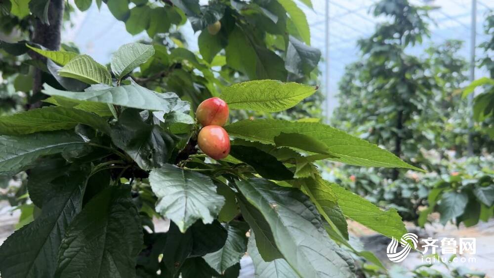 休眠、开花、结果！日照五莲樱桃大棚上演“同季不同景”(图3)