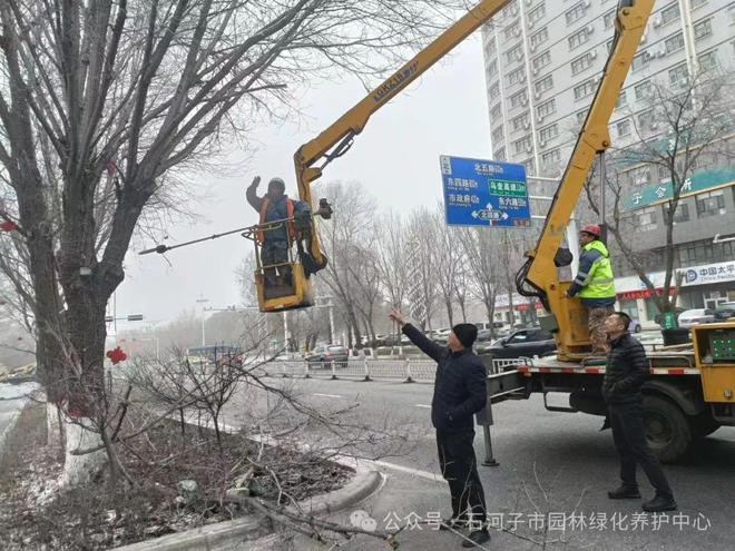 园林绿化养护中心持续开展冬季大树“整形修剪”工作(图1)