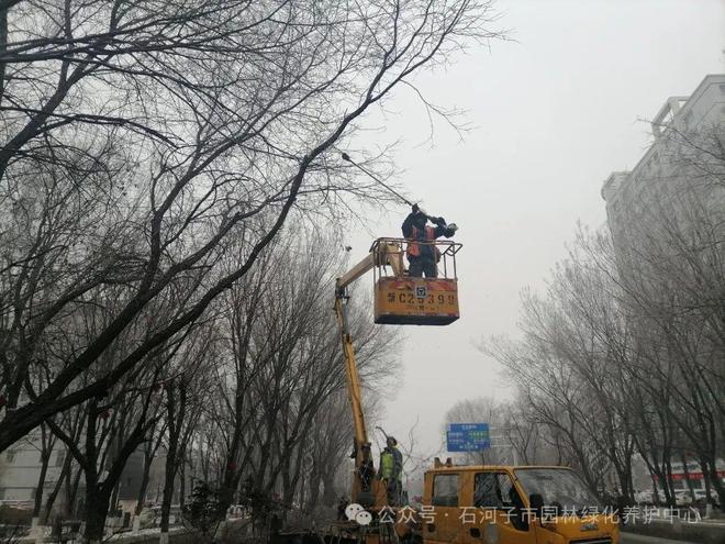 园林绿化养护中心持续开展冬季大树“整形修剪”工作(图2)