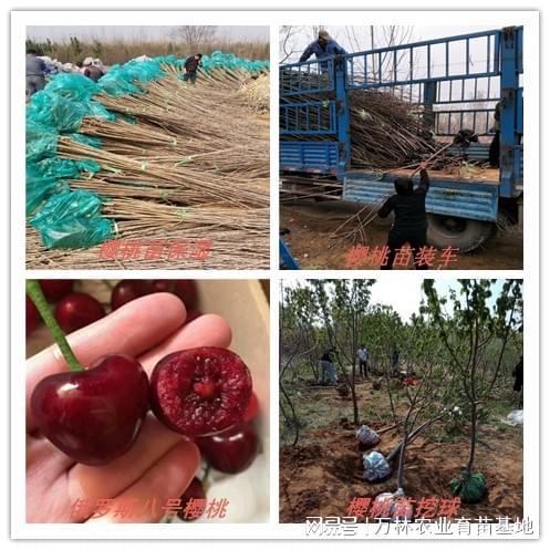 掌握樱桃授粉技巧让早甘阳樱桃苗结出好果(图2)