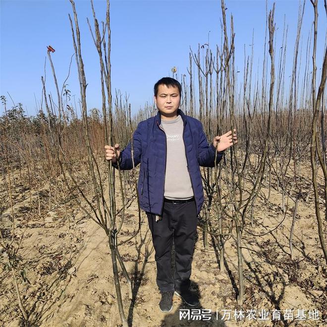 掌握樱桃授粉技巧让早甘阳樱桃苗结出好果(图1)