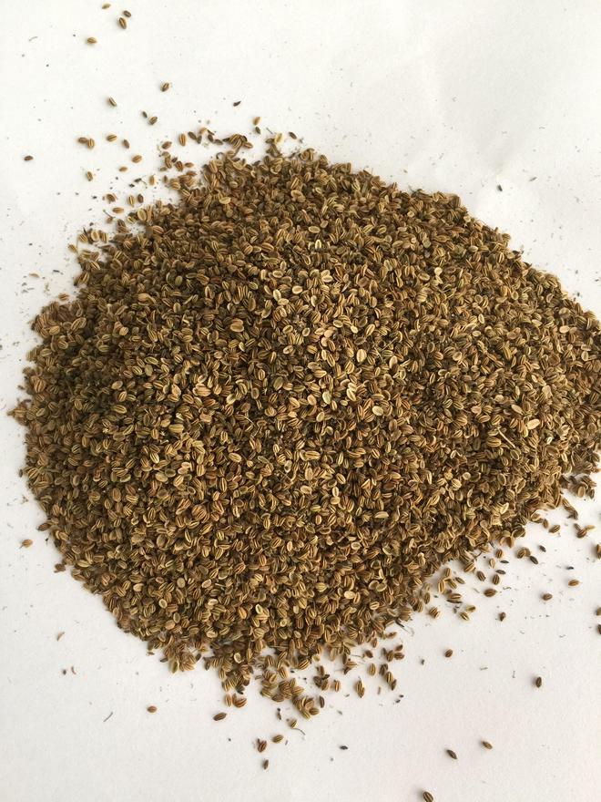 蛇床子的亩产量探究(图3)