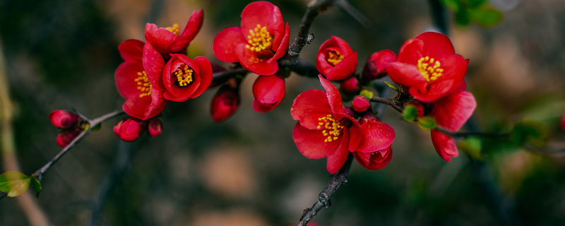 秋海棠花的养殖方法和注意事项(图1)