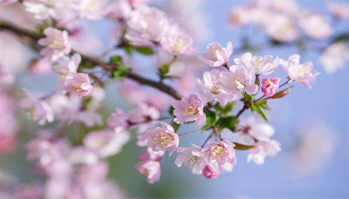 秋海棠花的养殖方法和注意事项(图2)