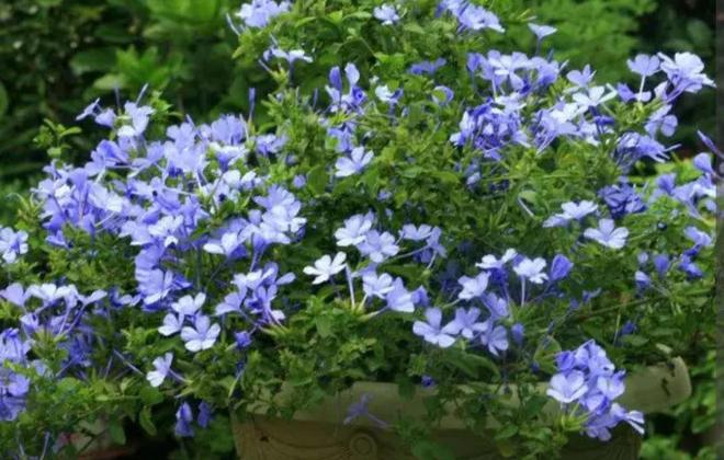 12月养5种花要控水停肥否则难熬过冬天(图2)