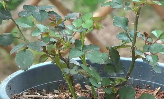 12月养5种花要控水停肥否则难熬过冬天(图8)