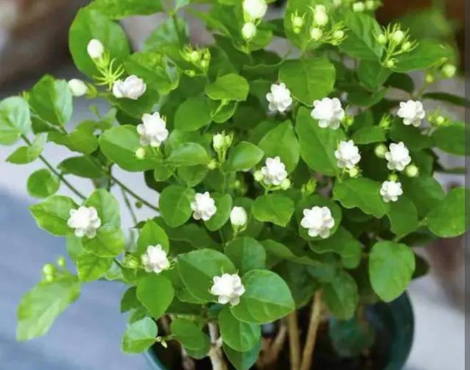 12月养5种花要控水停肥否则难熬过冬天(图9)