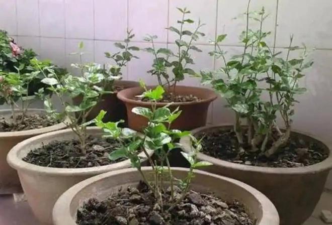 12月养5种花要控水停肥否则难熬过冬天(图10)