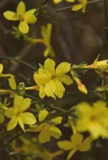 一年一度！昌平春日踏青赏花宝藏线路来咯！(图2)